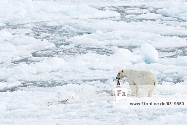 Eisbär (Ursus maritimus)  Männchen frisst von den Überresten einer erbeuteten Robbe  Packeis  Insel Spitzbergen  Inselgruppe Spitzbergen  Svalbard und Jan Mayen  Norwegen