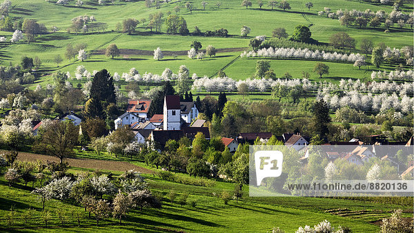 Ortsansicht Kirschblüte Obereggenen Markgräflerland Schwarzwald Baden-Württemberg Deutschland