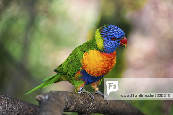 Allfarblori oder Keilschwanzlori (Trichoglossus haematodus)  Loro Parque  Puerto de la Cruz  Santa Cruz de Tenerife  Teneriffa  Kanarische Inseln  Spanien