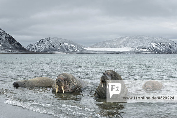 Walrosse (Odobenus rosmarus) im Wasser liegend am Strand der Insel Phippsøya  Sjuøyane  Spitzbergen Inselgruppe  Svalbard und Jan Mayen  Norwegen