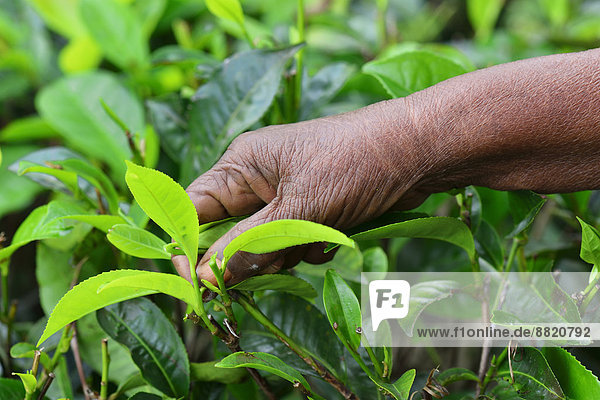 Hand of an elderly woman picking tea leaves  Ella  Uva  Sri Lanka