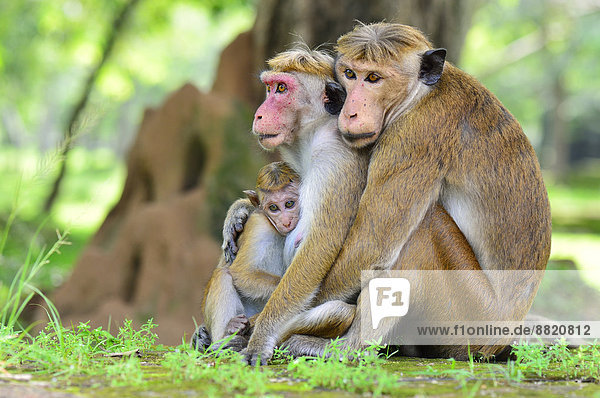 Ceylon-Hutaffen (Macaca sinica)  Affenfamilie beim Kuscheln  Polonnaruwa  Nord-Zentralprovinz  Sri Lanka