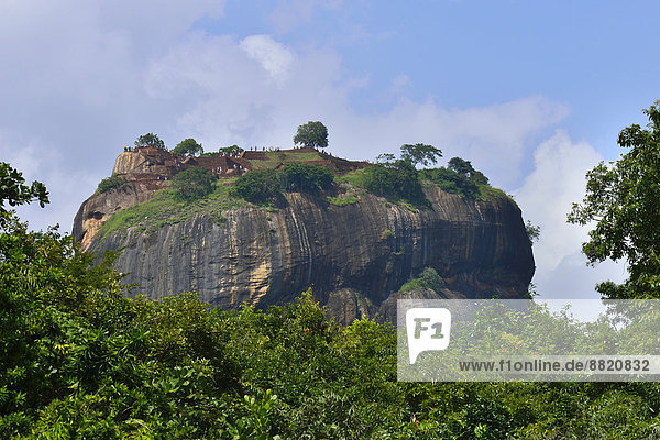 Der Löwenfelsen  ein Magmablock eines erodierten Vulkans  mit der Festungsruine  UNESCO Weltkulturerbe  Sigiriya  Zentralprovinz  Sri Lanka