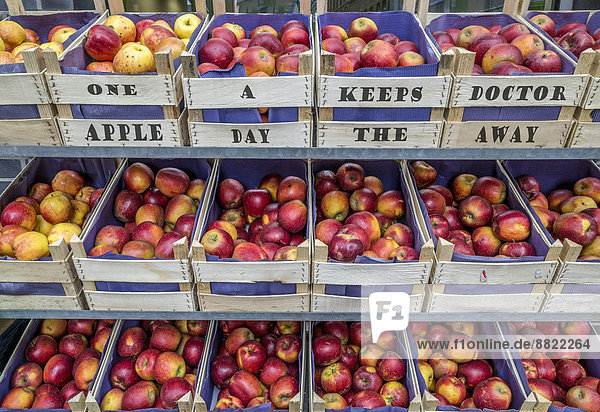 'Äpfel in Obstkisten mit Aufschrift ''One apple a day keeps the doctor away''  Marktstand  Erfurt  Thüringen  Deutschland'