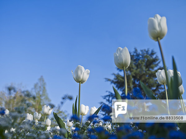 Weiße Tulpen  Tulipa