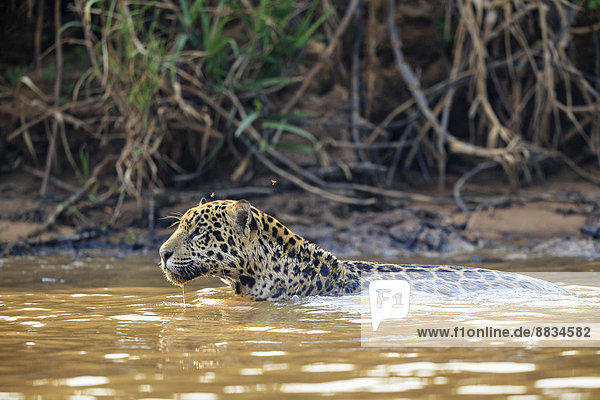 Südamerika Brasilia Mato Grosso do Sul Pantanal Cuiaba Fluss Jaguar Panthera onca schwimmend