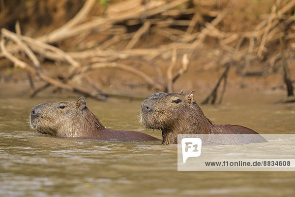 Südamerika  Brasilia  Mato Grosso do Sul  Pantanal  Cuiaba Fluss  Capybaras  Hydrochoerus hydrochaeris  schwimmend