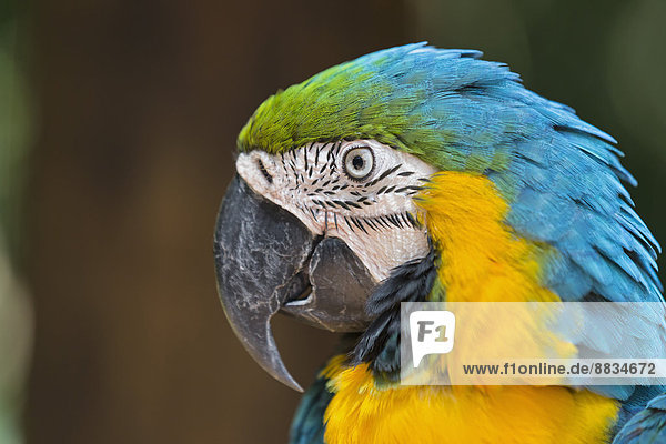 Brazil  portrait of blue and yellow macaw (Ara ararauna)