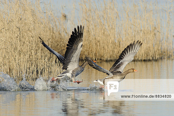 Germany  Schleswig-Holstein  Grey geese  Anser anser  flying