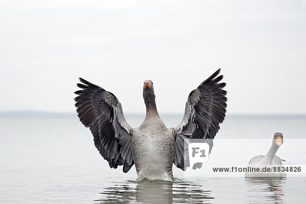Germany  Schleswig-Holstein  Grey geese  Anser anser