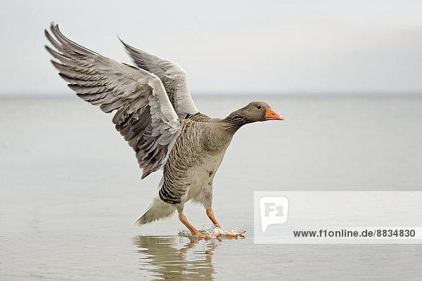 Germany  Schleswig-Holstein  Grey goose  Anser anser  flying