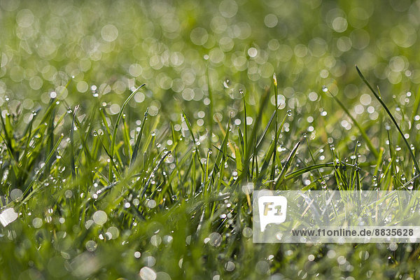 Meadow with dewdrops