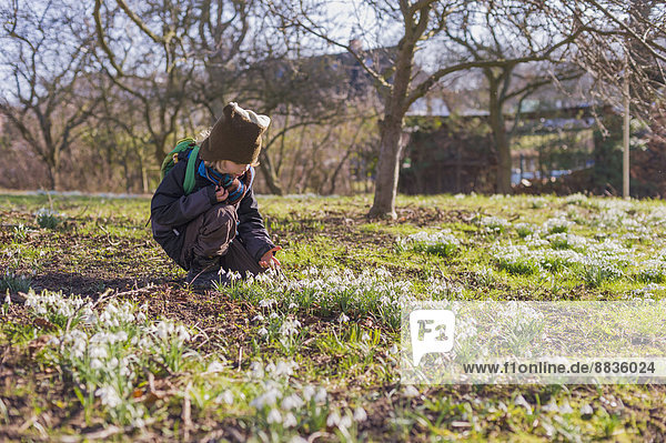 Germany  Mecklenburg-Western Pomerania  Ruegen  little boy crouching on meadow with snowdrops (Galanthus)