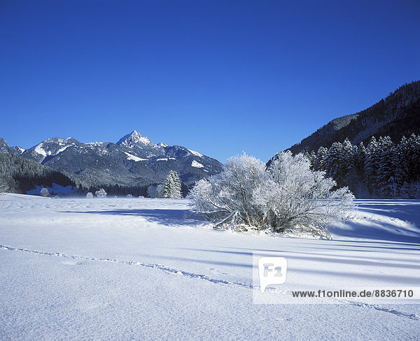 Deutschland  Bayern  Oberbayern  Mangfallgebirge  Wendelstein  Spur im Schnee