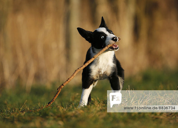 Border Collie Welpe beim Spielen mit einem Stock auf einer Wiese