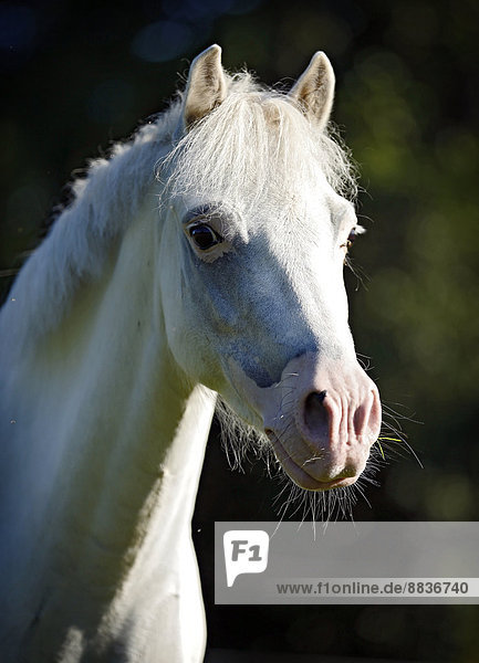 Deutschland  Walisisches Pony  Portrait