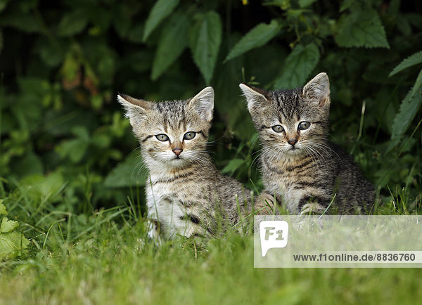 Zwei getigerte Kätzchen im Gras sitzend