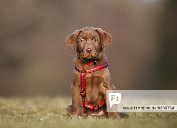 Porträt eines Labradorwelpen mit rotem Hundegeschirr auf einer Wiese sitzend