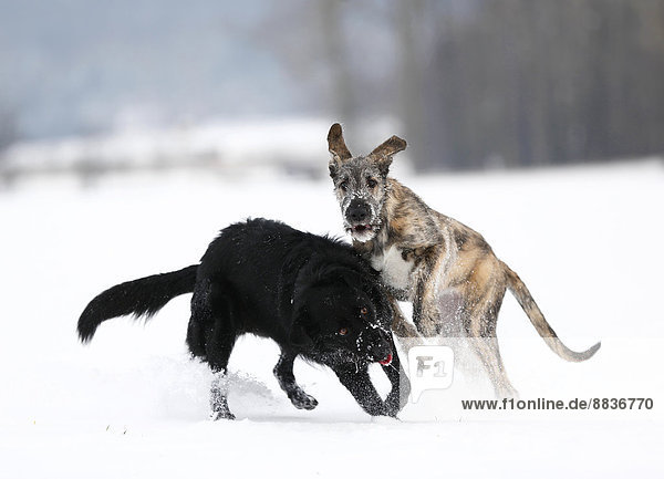 Irish Wolfhound Welpe und schwarzer Mischling (Canis lupus familiaris) spielen zusammen auf einer verschneiten Wiese.