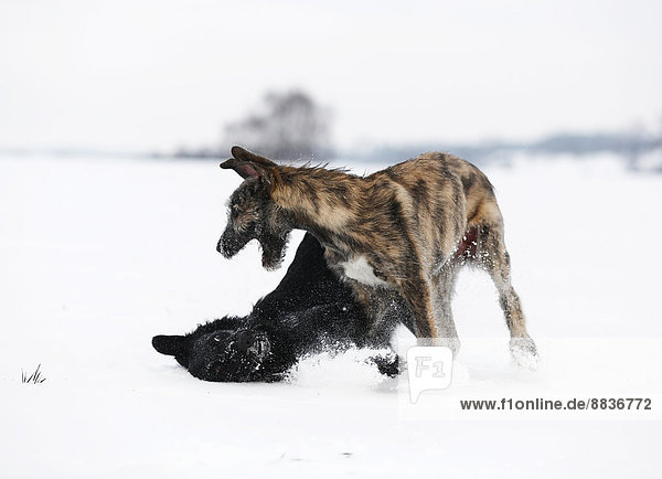 Irish Wolfhound Welpe und schwarzer Mischling (Canis lupus familiaris) spielen zusammen auf einer verschneiten Wiese.