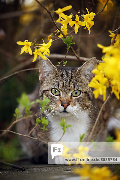 Porträt der Katze (Felis silvestris catus) unter einem Busch sitzend