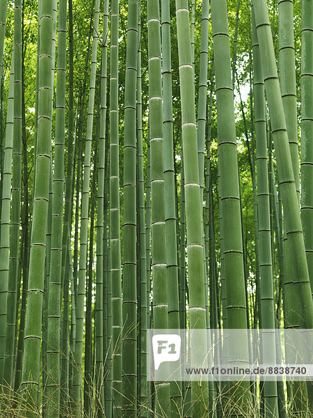 Grüne Halme in einem Bambus-Wald Arashiyama Kyoto Japan