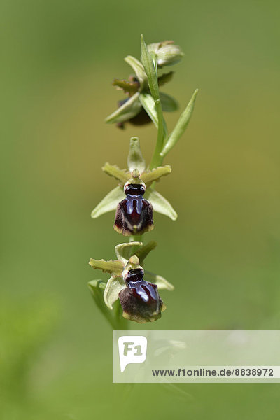 Palermo-Ragwurz (Ophrys panormitana)  Bezirk Messina  Sizilien  Italien
