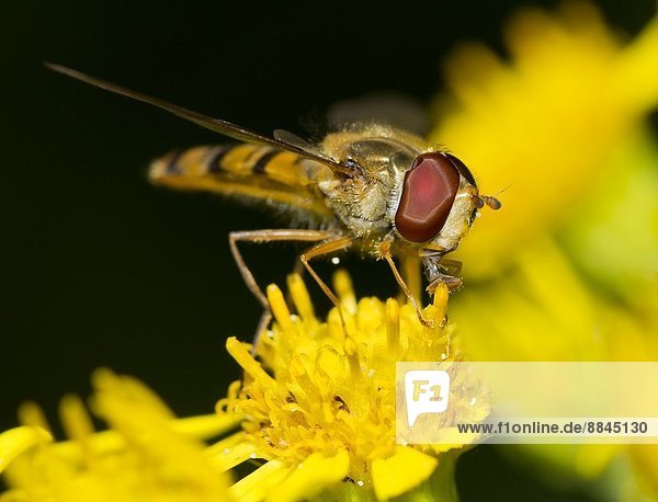 A hoverfly on a dandelion Syrphidae