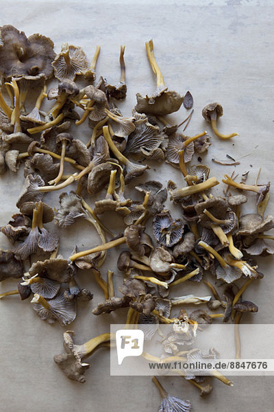 Getrocknete Pilze auf dem Boden