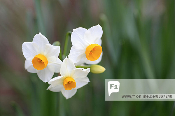 Narzissenblüte / Narcissus hyb.
