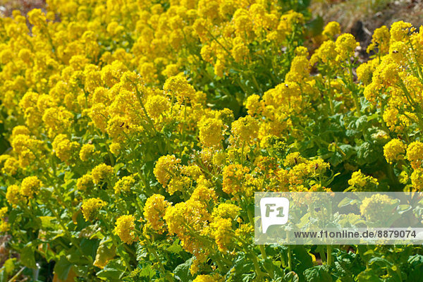 Field mustard