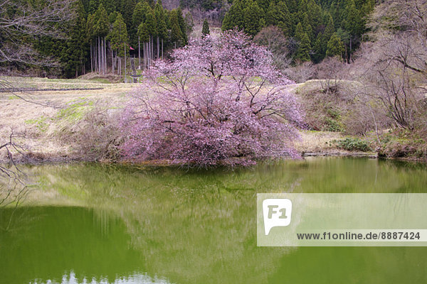 Pond and cherry blossoms