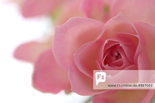 Rose flower