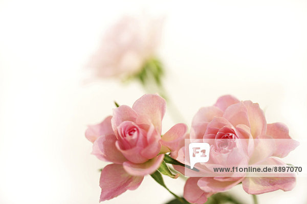 Rose flowers