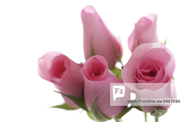 Rose flowers