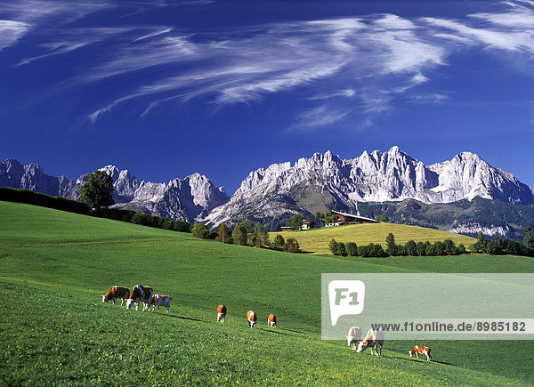 Kühe am Wilden Kaiser  Tirol  Österreich