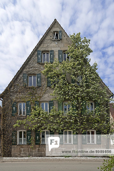 Birnbaum Bauernhaus blühen Fassade Hausfassade Birne Bayern Deutschland alt