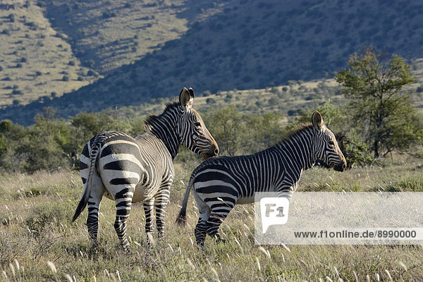 Kap-Bergzebras (Equus zebra zebra)  Mountain-Zebra-Nationalpark  Ostkap  Südafrika