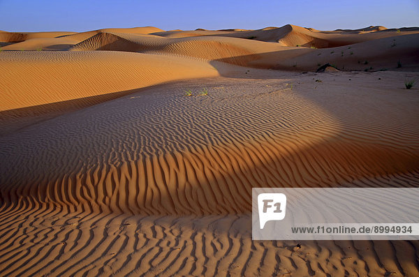 Sanddünen der Wüste Rimal Al Wahiba oder Wahiba Sands  auch Ramlat al-Wahiba oder Scharqiyya Sands  im Abendlicht  Hawiyah  Provinz Asch-Scharqiyya  Oman
