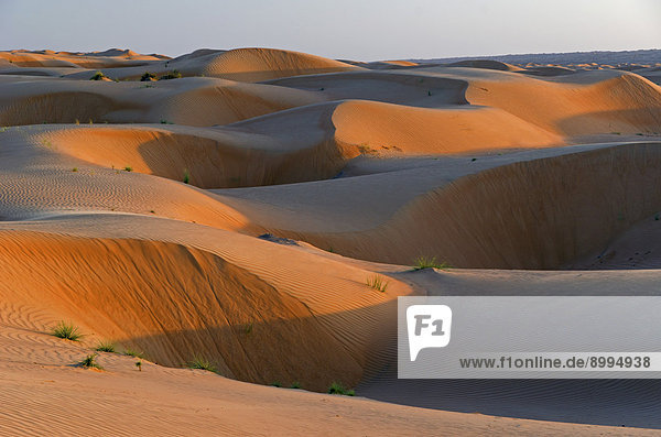 Sanddünen der Wüste Rimal Al Wahiba oder Wahiba Sands  auch Ramlat al-Wahiba oder Scharqiyya Sands  im Abendlicht  Hawiyah  Provinz Asch-Scharqiyya  Oman