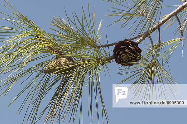 Pinie (Pinus pinea)  Provinz ?zmir  Türkei