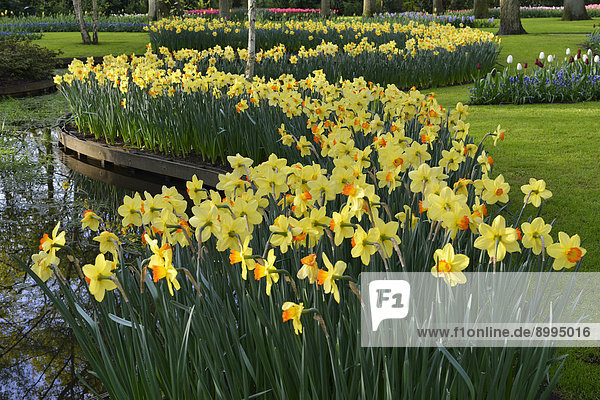 Narzissen (Narcissus-Hybriden) im Keukenhof  Lisse  Südholland  Niederlande