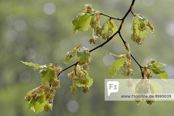 Blüten der Rotbuche (Fagus sylvatica)  Emsland  Niedersachsen  Deutschland