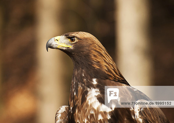 Golden Eagle (Aquila chrysaetos)  Carinthia  Austria