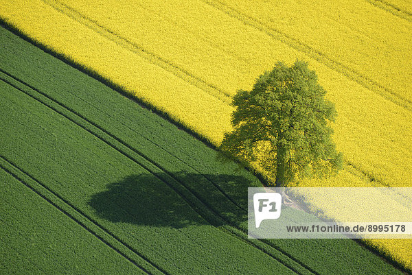 Aerial view  oak tree between a cornfield and a rape field  Schleswig-Holstein  Germany