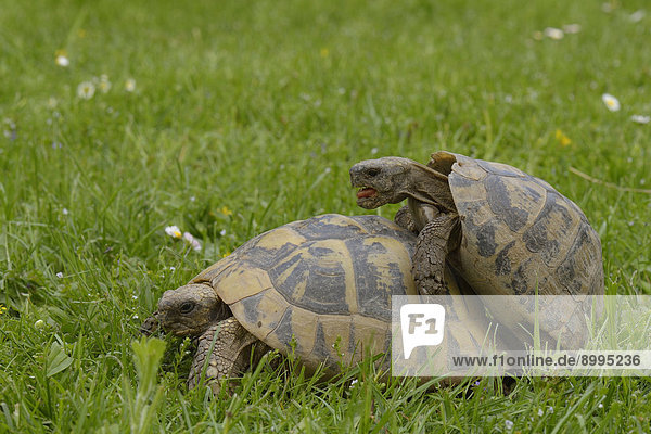 Griechische Landschildkröten (Testudo hermanni) bei der Paarung  Österreich