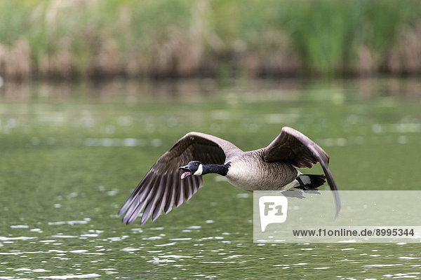 Kanadagans (Branta canadensis)  Karlsaue  Kassel  Nordhessen  Hessen  Deutschland