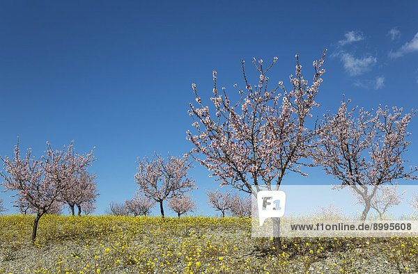 Mandelbäume (Prunus dulcis) in voller Blüte  Plantage  Provinz Almería  Andalusien  Spanien