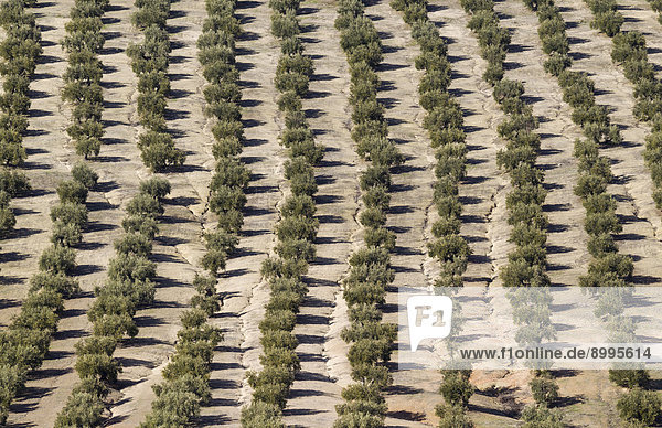 Olivenbäume (Olea europaea)  Plantage  Provinz Cordoba  Andalusien  Spanien