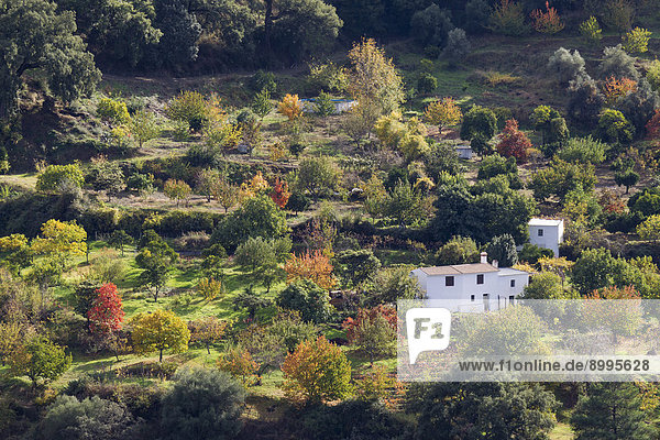Bauernhaus Baum Frucht Vielfalt Garten Herbst Andalusien Spanien